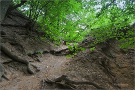 <p>jižní Morava - Pálava</p>